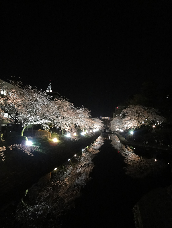 松川夜桜