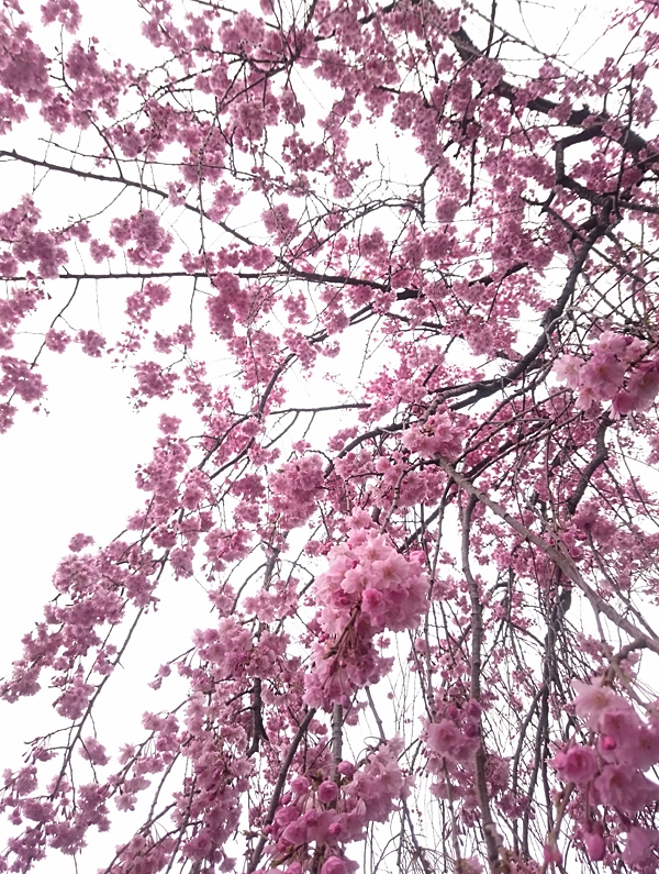 しだれ桜2016